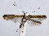 (Caloptilia schisandrae - NK2014)  @11 [ ] Copyright (2023) Natalia Kirichenko Sukachev Institute of Forest SB RAS