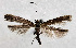  (Caloptilia ulmi - NK2015)  @11 [ ] Copyright (2023) Natalia Kirichenko Sukachev Institute of Forest SB RAS