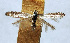  (Parornix extrema - NK2025)  @11 [ ] Copyright (2023) Natalia Kirichenko Sukachev Institute of Forest SB RAS