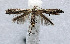  (Parornix kumatai - NK2029)  @11 [ ] Copyright (2023) Natalia Kirichenko Sukachev Institute of Forest SB RAS