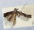  (Parornix subfinitimella - NK2031)  @11 [ ] Copyright (2023) Natalia Kirichenko Sukachev Institute of Forest SB RAS