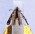  (Parornix persicella - NK2033)  @11 [ ] Copyright (2023) Natalia Kirichenko Sukachev Institute of Forest SB RAS