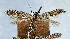  ( - NK2035)  @11 [ ] Copyright (2023) Natalia Kirichenko Sukachev Institute of Forest SB RAS
