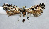  (Parornix multimaculata - NK2040)  @11 [ ] Copyright (2023) Natalia Kirichenko Sukachev Institute of Forest SB RAS