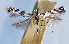  (Telamoptilia tiliae - NK2043)  @11 [ ] Copyright (2023) Natalia Kirichenko Sukachev Institute of Forest SB RAS