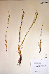  ( - 04-PMP-18460)  @11 [ ] Copyright (2007) University of Alberta Herbarium Unspecified