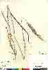  (Calamagrostis lapponica - 04-PMP-18597)  @11 [ ] Copyright (2007) Canadian Museum of Nature Unspecified