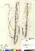  (Calamagrostis stricta - 04-PMP-18473)  @11 [ ] Copyright (2007) Canadian Museum of Nature Unspecified
