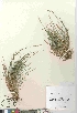  (Muhlenbergia richardsonis - 06-PMP-19817)  @11 [ ] Copyright (2010) Canadian Museum of Nature Canadian Museum of Nature