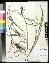  ( - 04-PMP-18364)  @11 [ ] Copyright (2007) United States National Herbarium, Smithsonian Institution Unspecified
