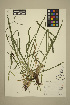  ( - 03-JMS-0214)  @11 [ ] Copyright (2010) University of British Columbia Herbarium University of British Columbia