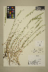  ( - 08-DPYC-14)  @11 [ ] Copyright (2010) University of British Columbia Herbarium University of British Columbia