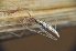  (Rhomphaea longicaudata - NHMD-JL-11662B)  @11 [ ] Copyright (2017) Jørgen Lissner Natural History Museum of Denmark