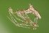  (Rhomphaea nasica - NHMD-JL-5675)  @11 [ ] Copyright (2017) Jørgen Lissner Natural History Museum of Denmark