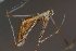  ( - NHMD-JL-6775)  @11 [ ] Copyright (2017) Jørgen Lissner Natural History Museum of Denmark