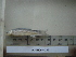  (Squalius vardarensis - AUTH09-252)  @12 [ ] Unspecified (default): All Rights Reserved  Unspecified Unspecified
