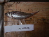  (Rutilus ohridanus - AUTH10-281)  @13 [ ] Unspecified (default): All Rights Reserved  Unspecified Unspecified