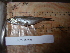  (Chondrostoma prespense - AUTH10-289)  @12 [ ] Unspecified (default): All Rights Reserved  Unspecified Unspecified