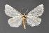  (Grotella blanca - DLW-001556)  @14 [ ] No Rights Reserved (2018) David L. Wikle Research Collection of David Wikle