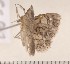  ( - CLV2653)  @12 [ ] Copyright (2011) David C. Lees Unspecified