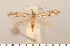  ( - CLV2662)  @11 [ ] Copyright (2011) David C. Lees Research Collection of David C. Lees