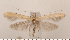  ( - CLV2667)  @14 [ ] Copyright (2011) David C. Lees Research Collection of David C. Lees