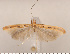  ( - CLV2668)  @12 [ ] Copyright (2011) David C. Lees Research Collection of David C. Lees