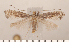  (Parornix petiolella - CLV2745)  @13 [ ] Copyright (2011) David C. Lees Research Collection of David C. Lees