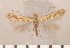  (Macrosaccus gliricideae - CLV2936)  @14 [ ] Copyright (2011) David C. Lees Unspecified