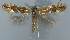  (Phyllonorycter hostis - CLV6017)  @14 [ ] Copyright (2013) Stanislav Gomboc Unspecified