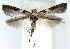  (Caloptilia mandshurica - DP09092)  @11 [ ] Copyright (2010) Unspecified Research Collection of W. and J. De Prins