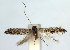  (Parornix cotoneasterella - DP09107)  @11 [ ] Copyright (2010) Unspecified Research Collection of W. and J. De Prins