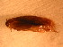  ( - FG12)  @12 [ ] Copyright (2011) Florence Gutzwiller Unspecified