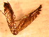  ( - FG9)  @12 [ ] Copyright (2011) Florence Gutzwiller Unspecified