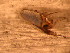  ( - FloG113)  @12 [ ] Copyright (2011) Florence Gutzwiller Unspecified