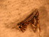  ( - FloG114)  @11 [ ] Copyright (2011) Florence Gutzwiller Unspecified