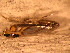  ( - FloG115)  @12 [ ] Copyright (2011) Florence Gutzwiller Unspecified
