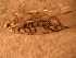  ( - FloG129)  @12 [ ] Copyright (2011) Florence Gutzwiller Unspecified