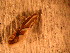  ( - FloG159)  @12 [ ] Copyright (2011) Florence Gutzwiller Unspecified