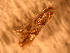  ( - FloG162)  @12 [ ] Copyright (2011) Florence Gutzwiller Unspecified