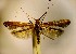  (Caloptilia coruscans - LA2corus)  @13 [ ] Copyright (2012) Zdenek Lastuvka Unspecified