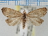  ( - USNMENT.00906977)  @11 [ ] CreativeCommons - Attribution Share-Alike (2023) Unspecified University of Oulu, Lepidoptera Research Lab