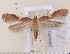  ( - CLV1531)  @14 [ ] Copyright (2011) David C. Lees Research Collection of David C. Lees