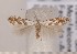  ( - CLV1591)  @14 [ ] Copyright (2011) David C. Lees Research Collection of David C. Lees