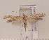  (Caloptilia cuculipennella - CLV1643)  @14 [ ] Copyright (2010) David C. Lees Unspecified
