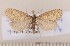  ( - CLV1731)  @13 [ ] Copyright (2010) David C. Lees Research Collection of David C. Lees