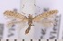  ( - CLV1742)  @13 [ ] Copyright (2010) David C. Lees Research Collection of David C. Lees