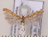  ( - CLV1789)  @14 [ ] Copyright (2010) David C. Lees Research Collection of David C. Lees