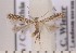  ( - CLV1837)  @12 [ ] Copyright (2010) David C. Lees Research Collection of David C. Lees