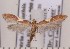  ( - CLV1838)  @13 [ ] Copyright (2010) David C. Lees Research Collection of David C. Lees